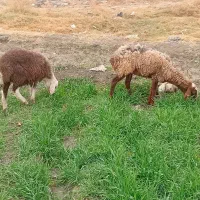 گوسفند خونی در هر ساعت از همه روزه|حیوانات مزرعه|مشهد, سیس‌آباد|دیوار