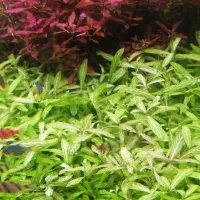 گیاه آکواریومی هیگروفیلا رزا