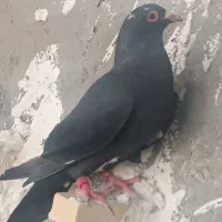 تعدادی کبوتر تاختی وچندجفت نروماده خوب|پرنده|زاهدان, |دیوار