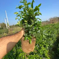 یاس سطل ۱۰ریشه پرس|خدمات باغبانی و درختکاری|لنگرود, |دیوار