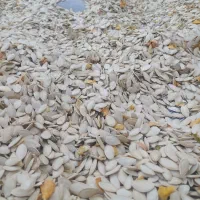 کدو اجیلی تی 19درجه یک