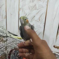 123|پرنده|کارون, |دیوار