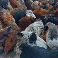 مرغ تخم گزار محلی