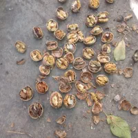 گردو بادم|خوردنی و آشامیدنی|قم, صفائیه|دیوار