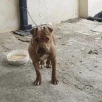 طوله سگ پیت بول اصل