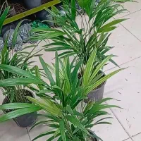 حراج ویژه اریکا مدت محدود گل