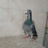 پلاکی
