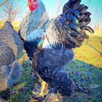 فروش نیمچه برهما دارک