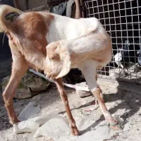 بزچینی معاوضه با گاری|حیوانات مزرعه|زاهدان, |دیوار