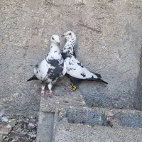 کفتر پلاکی گلی