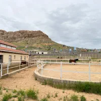 باشگاه سوارکاری و پانسیون تخصصی اسب
