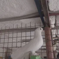 نر دوم چتری