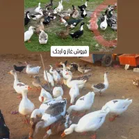 غاز و اردک شب یلدا