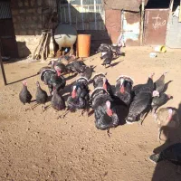 فروش بقلمون|حیوانات مزرعه|کوهدشت, |دیوار