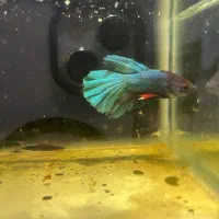 ماهی فایتر هافمون|ماهی|قدس, شهر‌قدس|دیوار