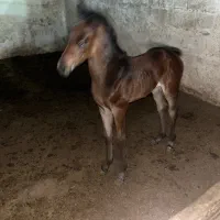 اسب|اسب و تجهیزات اسب‌سواری|اهواز, زردشت|دیوار