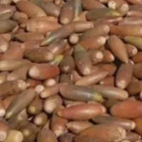 فروش بلوط درجه یک