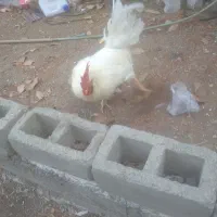 خروس ماشینی