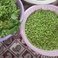 فروش غوره وآب غوره