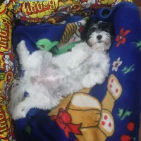 سگ شیتزوتریر شش ماه