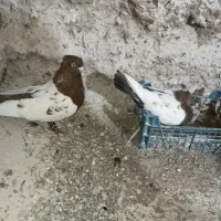 یک جفت کفتر سینه سرخ اماده جوجه کشی|پرنده|اسلامیه, |دیوار