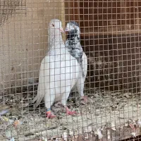 کبوتر پاکستانی