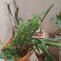 فروش گل‌های آپارتمانی