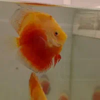 دیسکس درجه یک و حرفه ای|ماهی|کرج, گلشهر|دیوار