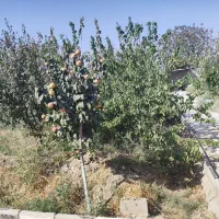 فروش باغچه 850 متری|فروش زمین و ملک کلنگی|رباط‌کریم, انجم آباد|دیوار