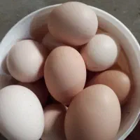 تخم مرغ محلی نطفه دار