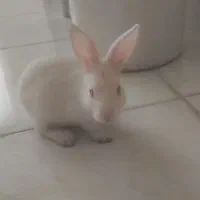 خرگوش سفید|موش و خرگوش|ایلام, |دیوار