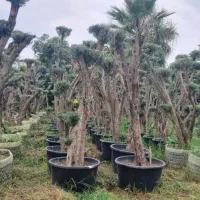 حراج نهال زیتون|خدمات باغبانی و درختکاری|قشم, |دیوار