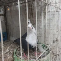 رنگی دوری|پرنده|دزفول, |دیوار