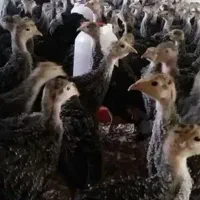 جوجه بوقلمون