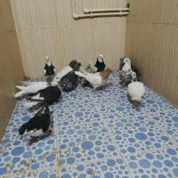 کفتر جفتگاه و پرش