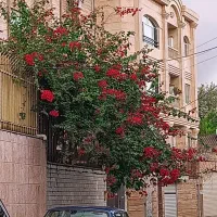 پیکان کلکسیونی ( آبی کاربنی )|خودرو سواری و وانت|رشت, دیلمان|دیوار