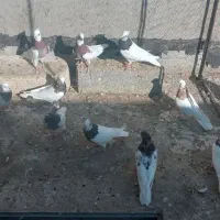 ۴۰ عدد کبوتر طوقی کاکلی|پرنده|عجب شیر, |دیوار