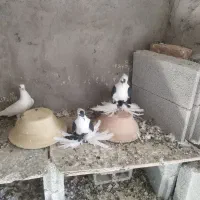 پرنده|پرنده|صوفیان, |دیوار