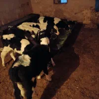 گوساله شیری 45روزه