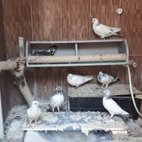 کبوتر کاشانی|پرنده|اصفهان, دستگرده|دیوار