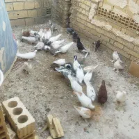فروش کبوتر