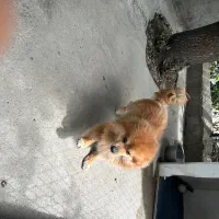 سگ پامر جوان   نر  سالم