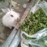 خرگوش|موش و خرگوش|مهاباد (آذربایجان غربی), |دیوار