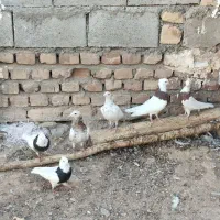 فروش یکجا کفتر و مرغ محلی|پرنده|بیرجند, |دیوار