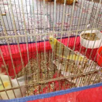 جهت معاوضه غیرازکبوتر کاملا دستی نروماده|پرنده|فلاورجان, |دیوار