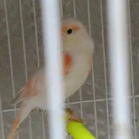 جفت آماده موزائیکی