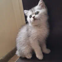 بریتیش سیلور