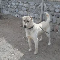 سگ  جوان|سگ|شیروان (خراسان), |دیوار