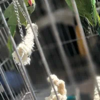 ملنگو و عروس هلندی