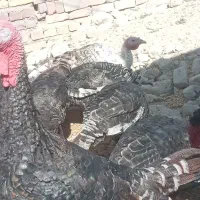 معاوضه با بزغاله گلابی|حیوانات مزرعه|چابهار, |دیوار